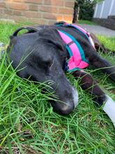 DHALIA, Hund, Mischlingshund in Lohmar - Bild 3
