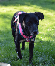DHALIA, Hund, Mischlingshund in Lohmar - Bild 4