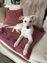 CINDY, Hund, Mischlingshund in Eggolsheim - Bild 10