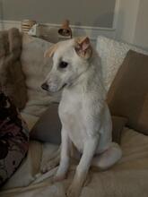CINDY, Hund, Mischlingshund in Eggolsheim - Bild 11