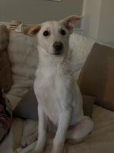 CINDY, Hund, Mischlingshund in Eggolsheim - Bild 2