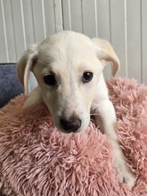 CINDY, Hund, Mischlingshund in Eggolsheim - Bild 3