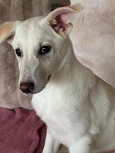 CINDY, Hund, Mischlingshund in Eggolsheim - Bild 4