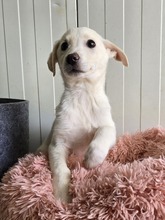 CINDY, Hund, Mischlingshund in Eggolsheim - Bild 5