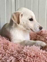 CINDY, Hund, Mischlingshund in Eggolsheim - Bild 6