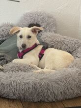 CINDY, Hund, Mischlingshund in Eggolsheim - Bild 7