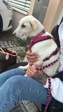 CINDY, Hund, Mischlingshund in Eggolsheim - Bild 8