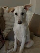 CINDY, Hund, Mischlingshund in Eggolsheim - Bild 9