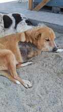 AMIGO, Hund, Mischlingshund in Rumänien - Bild 2