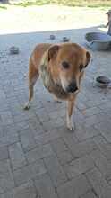 AMIGO, Hund, Mischlingshund in Rumänien - Bild 3