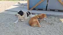 AMIGO, Hund, Mischlingshund in Rumänien - Bild 4