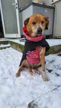 AMIGO, Hund, Mischlingshund in Rumänien - Bild 5