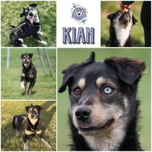 KIAN, Hund, Mischlingshund in Zwickau