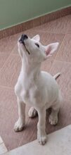 YIANAKI, Hund, Mischlingshund in Griechenland - Bild 2
