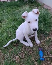 YIANAKI, Hund, Mischlingshund in Griechenland - Bild 3