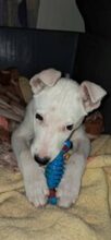 YIANAKI, Hund, Mischlingshund in Griechenland - Bild 4