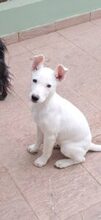 YIANAKI, Hund, Mischlingshund in Griechenland - Bild 5