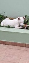 YIANAKI, Hund, Mischlingshund in Griechenland - Bild 6