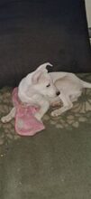 YIANAKI, Hund, Mischlingshund in Griechenland - Bild 7