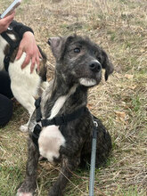 LUIGI, Hund, Mischlingshund in Kolkwitz - Bild 2
