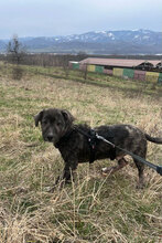 LUIGI, Hund, Mischlingshund in Kolkwitz - Bild 5
