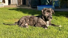 LUIGI, Hund, Mischlingshund in Kolkwitz - Bild 8