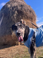 BALOSU, Hund, Mischlingshund in Rumänien - Bild 2