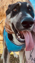 BALOSU, Hund, Mischlingshund in Rumänien - Bild 4
