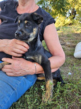 ANGELO, Hund, Mischlingshund in Rumänien - Bild 1