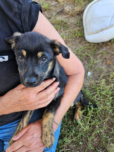 ANGELO, Hund, Mischlingshund in Rumänien - Bild 2