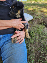 ANGELO, Hund, Mischlingshund in Rumänien - Bild 3