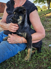 ANGELO, Hund, Mischlingshund in Rumänien - Bild 4
