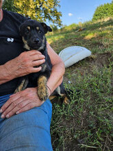 ANGELO, Hund, Mischlingshund in Rumänien - Bild 5