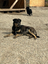 ANGELO, Hund, Mischlingshund in Rumänien - Bild 6