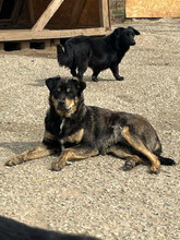 ANGELO, Hund, Mischlingshund in Rumänien - Bild 7