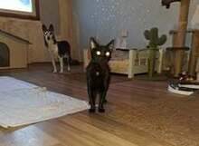 CHERRY, Katze, Europäisch Kurzhaar in Bulgarien - Bild 10