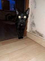 CHERRY, Katze, Europäisch Kurzhaar in Bulgarien - Bild 11