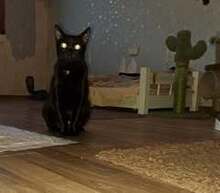 CHERRY, Katze, Europäisch Kurzhaar in Bulgarien - Bild 12