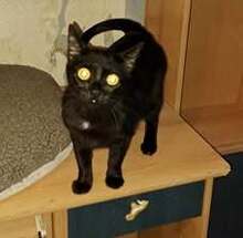 CHERRY, Katze, Europäisch Kurzhaar in Bulgarien - Bild 13