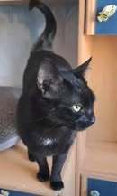 CHERRY, Katze, Europäisch Kurzhaar in Bulgarien - Bild 14