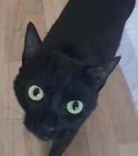 CHERRY, Katze, Europäisch Kurzhaar in Bulgarien - Bild 2