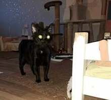 CHERRY, Katze, Europäisch Kurzhaar in Bulgarien - Bild 3