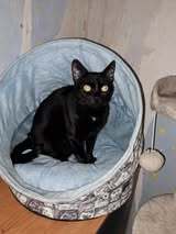 CHERRY, Katze, Europäisch Kurzhaar in Bulgarien - Bild 4