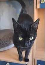 CHERRY, Katze, Europäisch Kurzhaar in Bulgarien - Bild 5