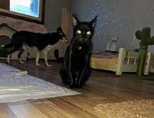 CHERRY, Katze, Europäisch Kurzhaar in Bulgarien - Bild 6