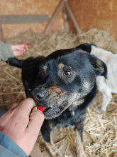 MILAN, Hund, Mischlingshund in Rumänien