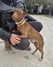 VENUS, Hund, Podenco Maneto in Spanien