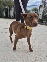 VENUS, Hund, Podenco Maneto in Spanien - Bild 2