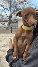 VENUS, Hund, Podenco Maneto in Spanien - Bild 3