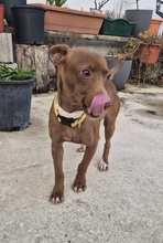 VENUS, Hund, Podenco Maneto in Spanien - Bild 4